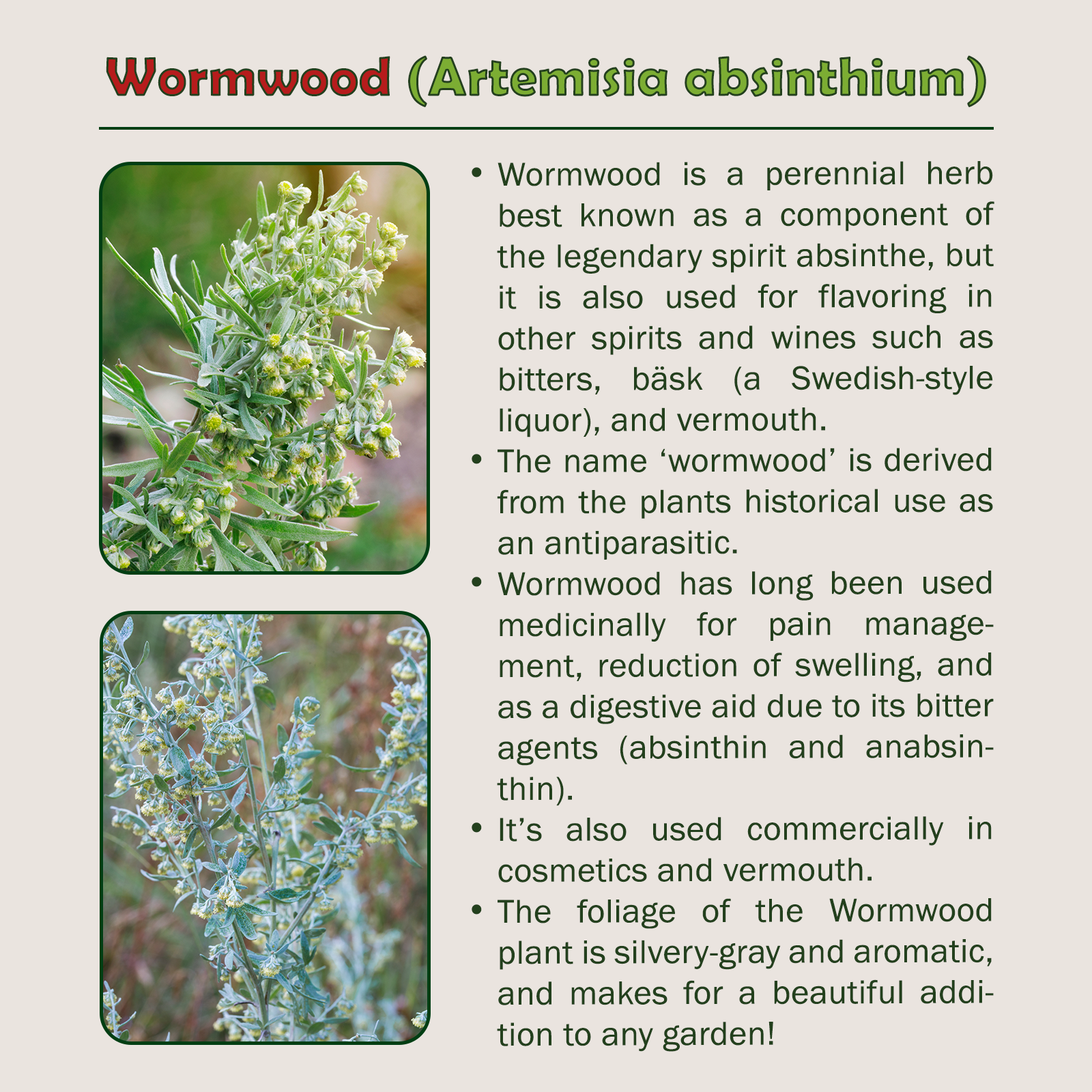 1000 Wormwood Seeds, Artemisia absinthium, Absinthe Herb, Bitters ...