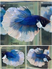 Male Betta Live Fish - Dumbo Blue White Halfmoon - DW61 - High Quality A++