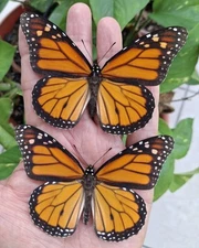 DANAUS PLEXIPPUS MONARCH NEW MALE & FEMALE UNMOUNTED WINGS CLOSED LOT OF 5 