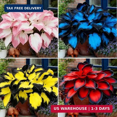Hosta Seeds for Planting, 200+pcs Rare Perennial Hosta Flower Seeds, Non-GMO Hei