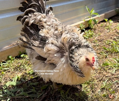 #ad #ad 6 Frizzle Americana Hatching Eggs NPIP $40.00