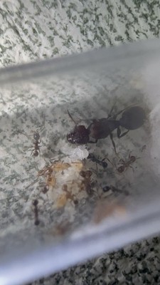 Pheidole obscurithorax Big headed Queen Ant Colony W/ Workers And Brood (FEEDER)