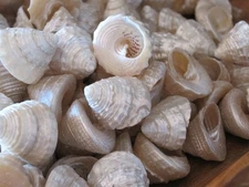 Beach Decor Pong Shells (25), Nautical, Craft Seashell, Natural, Home Decor