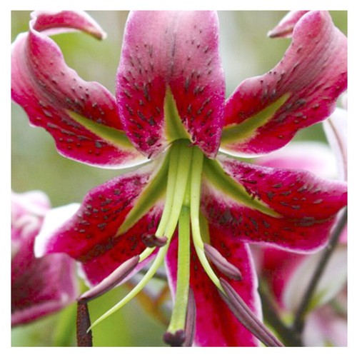 Lilienzwiebeln Sets bunte Blumenzwiebeln Lilium Zwiebeln Knollen Lilien Blüte - Bild 26 von 89