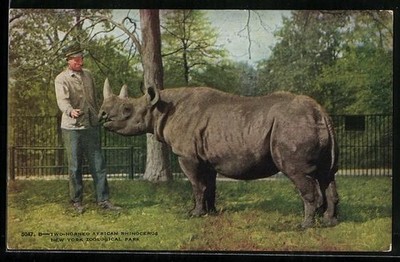 New York, Zoological Park, two horned African Rhinoceros, Ansichtskarte 