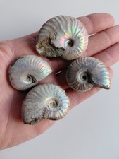 Lotto 4 AMMONITI IRRIDESCENTI - Fossili Ailoceras Sp. - Cretaceo - (F76)