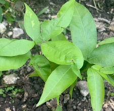1 LIVE SPANISH Lime, Quenep, Melicoccus bijugatus 6-8 Seedlings, Genip, Quenepa
