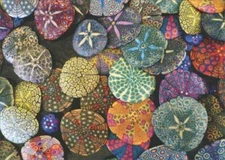 Colorful Sand Dollars Deluxe Matte Blank Note Card - Greeting Card by Avanti