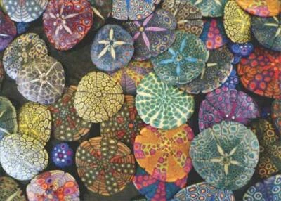 AVANTI PRESS Colorful Sand Dollars Deluxe Matte Blank Note Card - Greeting Card by Avanti