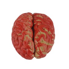 Fake Plastic Bloody Brain Haunted Mad Scientist Halloween Prop Decor