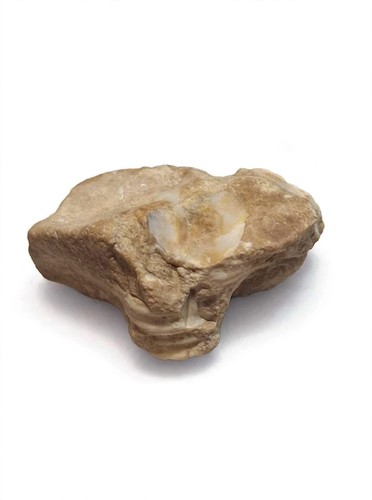 Authentic Kentucky Fossiliferous Chert - Crinoid Columnal Fossil in Matrix -...