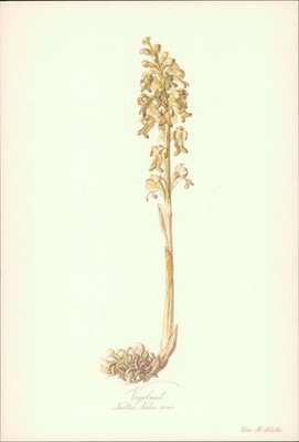 Vogelnest - Neottia Nidus avis. Druck nach Aquarell von Elsa M. Felsko. Offsetdr