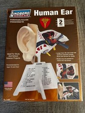 Lindberg Human Ear Anatomically Accurate Correct Plastic Science Model
