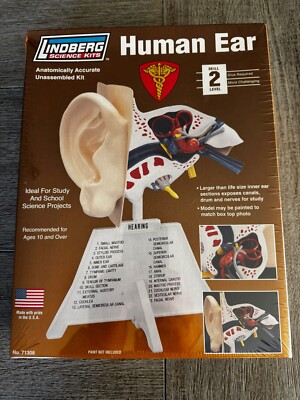 Lindberg Human Ear Anatomically Accurate Correct Plastic Science Model