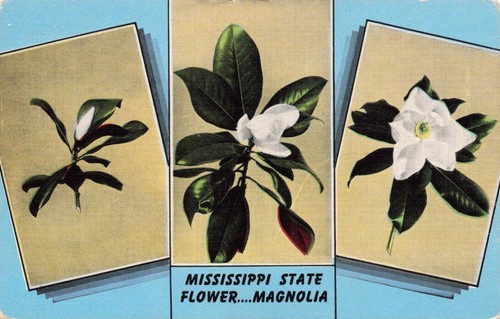 The Magnolia Mississippi State Flower Vintage PC Unposted - Bild 1 von 2