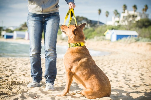 Warning Dog Colour Coded Collar Lead Harness CAUTION, TRAINING Sizes & Styles - Picture 8 of 39