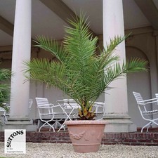 Palm Tree Canary Island Date Exotic Tropical Phoenix Canariensis 3