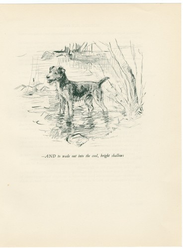 LAKELAND TERRIER VINTAGE 1937 DOG ART PRINT by ARTIST K F BARKER