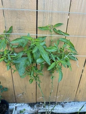 6x Pepino Melon Fruit Stem Cutting Plant