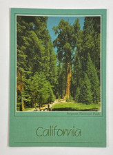 The General Sherman Tree Sequoia National Park California Postcard Unposted