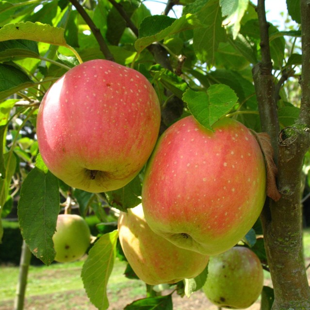 Finkenberger Herbstprinz Apfelbaum – Historische Sorte mit feinem Herbstaroma