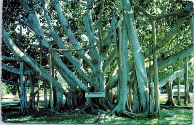 Banyan Tree Possibly the Florida Keys Postcard c1984