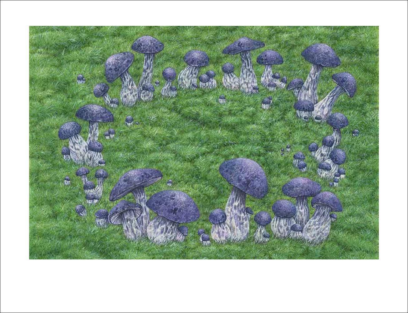 Thumbnail - Raimund Fellinger (u. A.) | Pilze | Buch | Deutsch (2018) | Ein