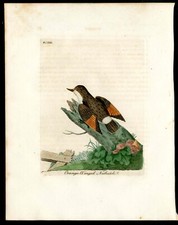 1821 John Latham Nuthatch Antique Print