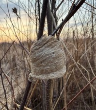 Praying Mantis Egg Case Ootheca with Hatching Bag Natural Insect Material Fabric
