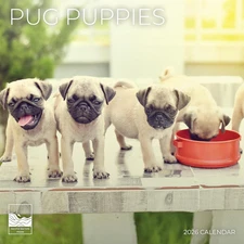 Pug Puppy Wall Calendar 2026| 12" X 24" Open | Dog Calendar Photography Thick &