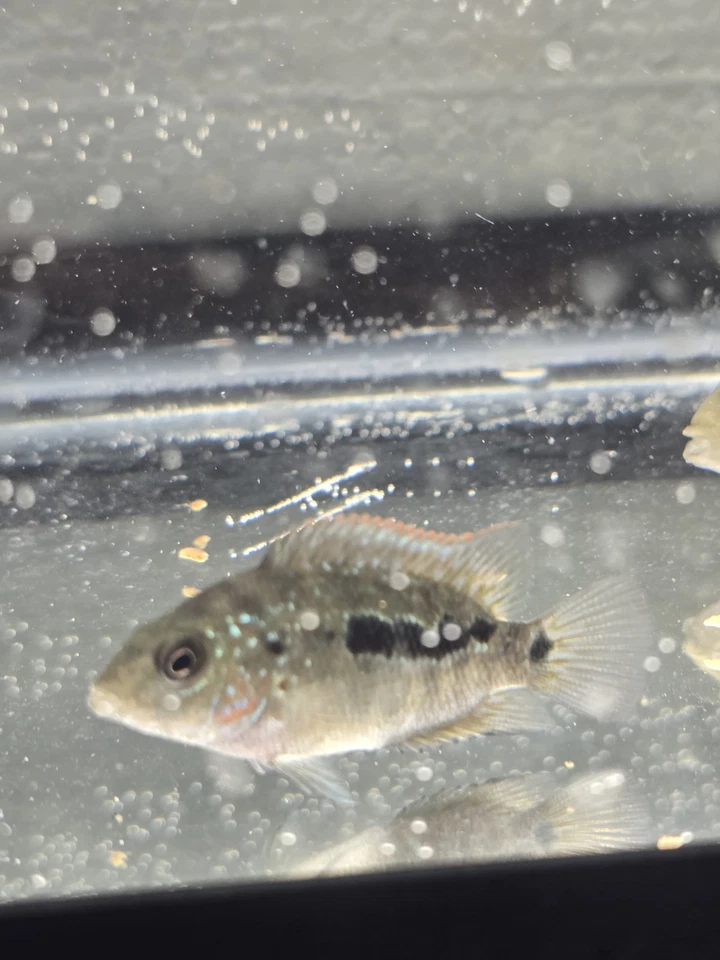 SUPER RED TEXAS CICHLID 3.5 INCH Black Friday only Ship Dec 8th. - Image 3 of 4