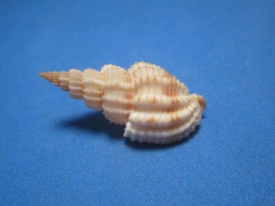 Phos senticosus Linnaeus, 1758   ''CARAMEL-BANDED''  (31.3mm)