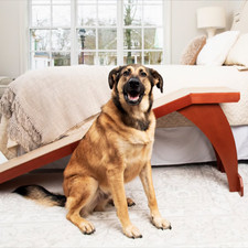 PetSafe CozyUp Wooden Sofa Pet Ramp with Durable Carpet for Safe Easy Access