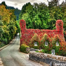 Outdoor 10'x10' Computer/digital Vinyl Scenic Photo Background Backdrop BHF920