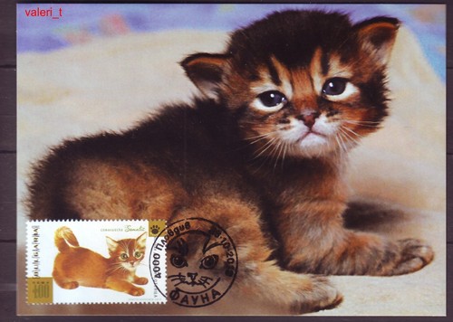2013 Bulgaria Animals Domestic Cats Pet Kittens 4 x Maxicards - Picture 3 of 5