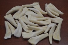 12 GENUINE WHITE BUFFALO TEETH TOOTH PENDANTS NO HOLE