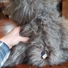 Boyds Mr. Fuzzbull Gray Plush Bear Handmade Head Bean Collection 501002 — photo 6
