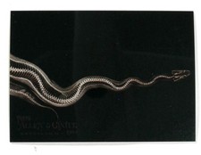 2024 Topps Allen & Ginter - X-ray'd #XR-5 Ball Python Oregon Zoo Baseball