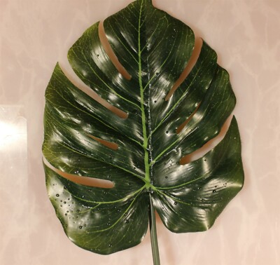 obsidian heuchera plant Obsidian Heuchera main image 1