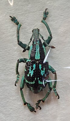 Curculionidae Eupholus browni 19.79mm Papua New Guinea #EB5 Beetle Insect Weevil