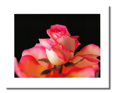 White/Pink Rose Flower with Stem Up Close Photo Wall Picture 8x10 Art Print