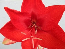 Four Amaryllis off set bulb  Hippeastrum lily flower 6-12 cm.