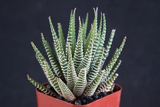 Haworthia Attenuata zebra zebrina exotic rare succulent cactus  plant cacti  2"