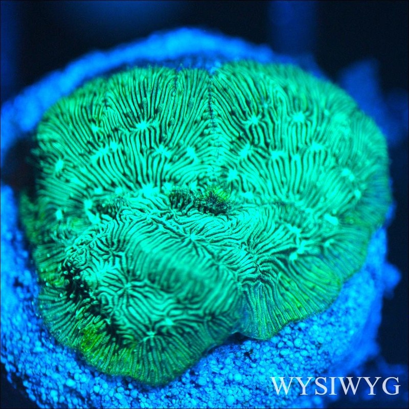 Corals of Eden ~ WYSIWYG Live Coral Frag ~ Kryptonite Leptoseris Coral SPS
