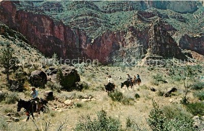 Esel Tiere Grand Canyon National Park Arizona Mule Train Bright Angel Trail