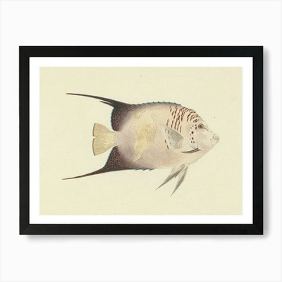 Unbekannter Fisch, Luigi Balugani (gerahmtes Wandbild Poster Leinwanddruck Bild