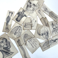 Vintage Anatomy Skeleton Coffee Dyed Paper Scrapbooking Junk Journals Collage