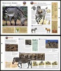 Mountain Zebra #112 Mammals - Wildlife Explorer Fold-Out Card