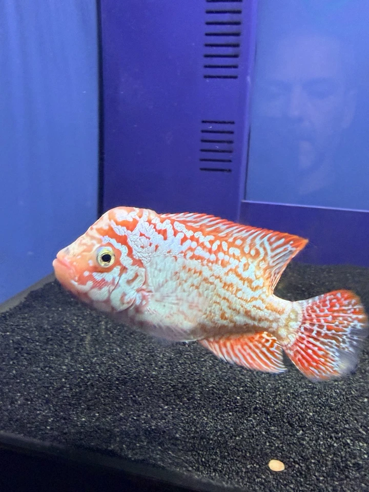 Golden Base x Kamfa Hybrid Flowerhorn - Image 2 of 4