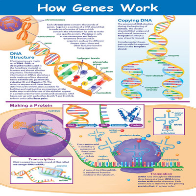 Newpath Learning How Genes Work Poster - Laminated Full-Color 23 X 35 34-6108